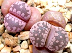 Lithops bcesky_granat.
